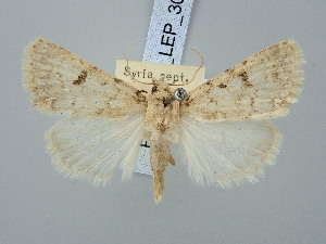  ( - BGE_ZSM_LEP_3069)  @11 [ ] by-nc-sa (2025) SNSB, Staatliche Naturwissenschaftliche Sammlungen Bayerns ZSM (SNSB, Zoologische Staatssammlung Muenchen)