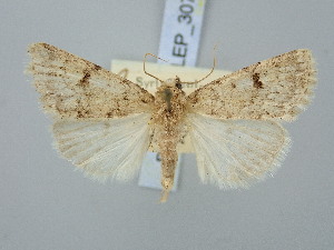  ( - BGE_ZSM_LEP_3070)  @11 [ ] by-nc-sa (2025) SNSB, Staatliche Naturwissenschaftliche Sammlungen Bayerns ZSM (SNSB, Zoologische Staatssammlung Muenchen)