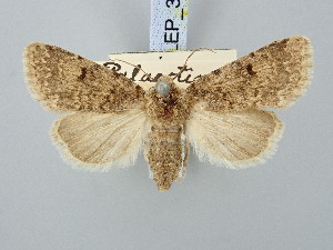  ( - BGE_ZSM_LEP_3071)  @11 [ ] by-nc-sa (2025) SNSB, Staatliche Naturwissenschaftliche Sammlungen Bayerns ZSM (SNSB, Zoologische Staatssammlung Muenchen)