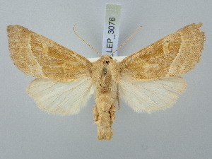  ( - BGE_ZSM_LEP_3076)  @11 [ ] by-nc-sa (2025) SNSB, Staatliche Naturwissenschaftliche Sammlungen Bayerns ZSM (SNSB, Zoologische Staatssammlung Muenchen)