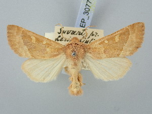  ( - BGE_ZSM_LEP_3077)  @11 [ ] by-nc-sa (2025) SNSB, Staatliche Naturwissenschaftliche Sammlungen Bayerns ZSM (SNSB, Zoologische Staatssammlung Muenchen)