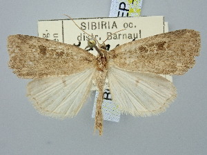  ( - BGE_ZSM_LEP_3079)  @11 [ ] by-nc-sa (2025) SNSB, Staatliche Naturwissenschaftliche Sammlungen Bayerns ZSM (SNSB, Zoologische Staatssammlung Muenchen)