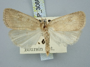  ( - BGE_ZSM_LEP_3080)  @11 [ ] by-nc-sa (2025) SNSB, Staatliche Naturwissenschaftliche Sammlungen Bayerns ZSM (SNSB, Zoologische Staatssammlung Muenchen)