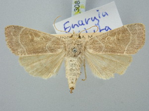  ( - BGE_ZSM_LEP_3085)  @11 [ ] by-nc-sa (2025) SNSB, Staatliche Naturwissenschaftliche Sammlungen Bayerns ZSM (SNSB, Zoologische Staatssammlung Muenchen)