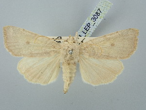  ( - BGE_ZSM_LEP_3087)  @11 [ ] by-nc-sa (2025) SNSB, Staatliche Naturwissenschaftliche Sammlungen Bayerns ZSM (SNSB, Zoologische Staatssammlung Muenchen)