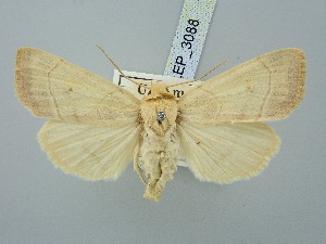  ( - BGE_ZSM_LEP_3088)  @11 [ ] by-nc-sa (2025) SNSB, Staatliche Naturwissenschaftliche Sammlungen Bayerns ZSM (SNSB, Zoologische Staatssammlung Muenchen)