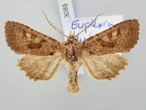  ( - BGE_ZSM_LEP_3089)  @11 [ ] by-nc-sa (2025) SNSB, Staatliche Naturwissenschaftliche Sammlungen Bayerns ZSM (SNSB, Zoologische Staatssammlung Muenchen)