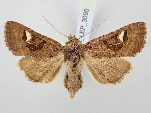  ( - BGE_ZSM_LEP_3090)  @11 [ ] by-nc-sa (2025) SNSB, Staatliche Naturwissenschaftliche Sammlungen Bayerns ZSM (SNSB, Zoologische Staatssammlung Muenchen)