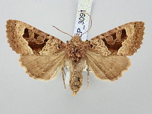  ( - BGE_ZSM_LEP_3091)  @11 [ ] by-nc-sa (2025) SNSB, Staatliche Naturwissenschaftliche Sammlungen Bayerns ZSM (SNSB, Zoologische Staatssammlung Muenchen)