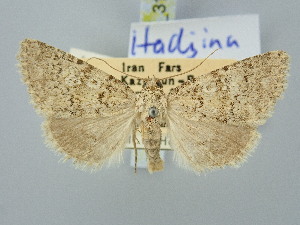  (Hadjina lutosa - BGE_ZSM_LEP_3100)  @11 [ ] by-nc-sa (2025) SNSB, Staatliche Naturwissenschaftliche Sammlungen Bayerns ZSM (SNSB, Zoologische Staatssammlung Muenchen)