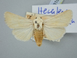  (Hecatera deserticola - BGE_ZSM_LEP_3107)  @11 [ ] by-nc-sa (2025) SNSB, Staatliche Naturwissenschaftliche Sammlungen Bayerns ZSM (SNSB, Zoologische Staatssammlung Muenchen)