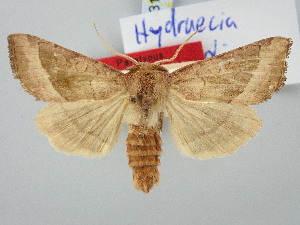  ( - BGE_ZSM_LEP_3108)  @11 [ ] by-nc-sa (2025) SNSB, Staatliche Naturwissenschaftliche Sammlungen Bayerns ZSM (SNSB, Zoologische Staatssammlung Muenchen)