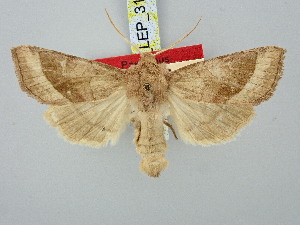  ( - BGE_ZSM_LEP_3109)  @11 [ ] by-nc-sa (2025) SNSB, Staatliche Naturwissenschaftliche Sammlungen Bayerns ZSM (SNSB, Zoologische Staatssammlung Muenchen)