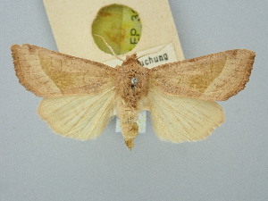  ( - BGE_ZSM_LEP_3111)  @11 [ ] by-nc-sa (2025) SNSB, Staatliche Naturwissenschaftliche Sammlungen Bayerns ZSM (SNSB, Zoologische Staatssammlung Muenchen)