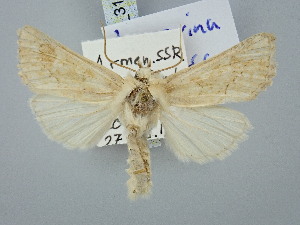  (Luperina diversa - BGE_ZSM_LEP_3112)  @11 [ ] by-nc-sa (2025) SNSB, Staatliche Naturwissenschaftliche Sammlungen Bayerns ZSM (SNSB, Zoologische Staatssammlung Muenchen)