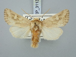  ( - BGE_ZSM_LEP_3113)  @11 [ ] by-nc-sa (2025) SNSB, Staatliche Naturwissenschaftliche Sammlungen Bayerns ZSM (SNSB, Zoologische Staatssammlung Muenchen)