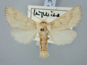  ( - BGE_ZSM_LEP_3114)  @11 [ ] by-nc-sa (2025) SNSB, Staatliche Naturwissenschaftliche Sammlungen Bayerns ZSM (SNSB, Zoologische Staatssammlung Muenchen)