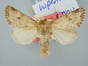  ( - BGE_ZSM_LEP_3119)  @11 [ ] by-nc-sa (2025) SNSB, Staatliche Naturwissenschaftliche Sammlungen Bayerns ZSM (SNSB, Zoologische Staatssammlung Muenchen)