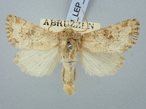 ( - BGE_ZSM_LEP_3120)  @11 [ ] by-nc-sa (2025) SNSB, Staatliche Naturwissenschaftliche Sammlungen Bayerns ZSM (SNSB, Zoologische Staatssammlung Muenchen)