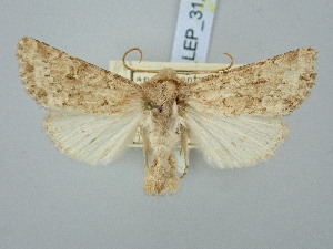  ( - BGE_ZSM_LEP_3121)  @11 [ ] by-nc-sa (2025) SNSB, Staatliche Naturwissenschaftliche Sammlungen Bayerns ZSM (SNSB, Zoologische Staatssammlung Muenchen)