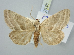  ( - BGE_ZSM_LEP_3128)  @11 [ ] by-nc-sa (2025) SNSB, Staatliche Naturwissenschaftliche Sammlungen Bayerns ZSM (SNSB, Zoologische Staatssammlung Muenchen)