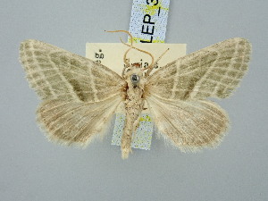  ( - BGE_ZSM_LEP_3129)  @11 [ ] by-nc-sa (2025) SNSB, Staatliche Naturwissenschaftliche Sammlungen Bayerns ZSM (SNSB, Zoologische Staatssammlung Muenchen)
