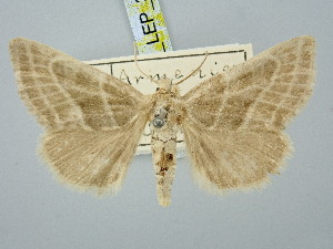  ( - BGE_ZSM_LEP_3130)  @11 [ ] by-nc-sa (2025) SNSB, Staatliche Naturwissenschaftliche Sammlungen Bayerns ZSM (SNSB, Zoologische Staatssammlung Muenchen)