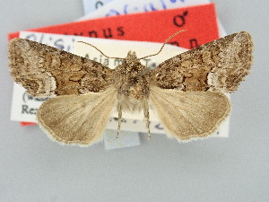  (Oligia turcia - BGE_ZSM_LEP_3140)  @11 [ ] by-nc-sa (2025) SNSB, Staatliche Naturwissenschaftliche Sammlungen Bayerns ZSM (SNSB, Zoologische Staatssammlung Muenchen)