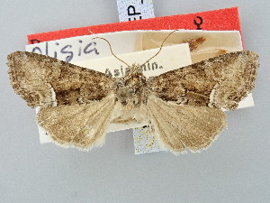  ( - BGE_ZSM_LEP_3142)  @11 [ ] by-nc-sa (2025) SNSB, Staatliche Naturwissenschaftliche Sammlungen Bayerns ZSM (SNSB, Zoologische Staatssammlung Muenchen)