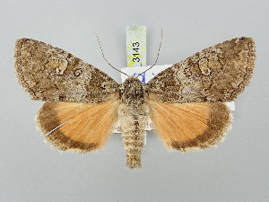  ( - BGE_ZSM_LEP_3143)  @11 [ ] by-nc-sa (2025) SNSB, Staatliche Naturwissenschaftliche Sammlungen Bayerns ZSM (SNSB, Zoologische Staatssammlung Muenchen)