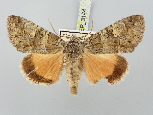  ( - BGE_ZSM_LEP_3144)  @11 [ ] by-nc-sa (2025) SNSB, Staatliche Naturwissenschaftliche Sammlungen Bayerns ZSM (SNSB, Zoologische Staatssammlung Muenchen)