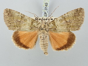  ( - BGE_ZSM_LEP_3145)  @11 [ ] by-nc-sa (2025) SNSB, Staatliche Naturwissenschaftliche Sammlungen Bayerns ZSM (SNSB, Zoologische Staatssammlung Muenchen)