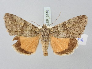  ( - BGE_ZSM_LEP_3146)  @11 [ ] by-nc-sa (2025) SNSB, Staatliche Naturwissenschaftliche Sammlungen Bayerns ZSM (SNSB, Zoologische Staatssammlung Muenchen)