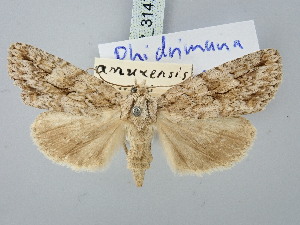  ( - BGE_ZSM_LEP_3147)  @11 [ ] by-nc-sa (2025) SNSB, Staatliche Naturwissenschaftliche Sammlungen Bayerns ZSM (SNSB, Zoologische Staatssammlung Muenchen)