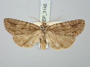  ( - BGE_ZSM_LEP_3148)  @11 [ ] by-nc-sa (2025) SNSB, Staatliche Naturwissenschaftliche Sammlungen Bayerns ZSM (SNSB, Zoologische Staatssammlung Muenchen)