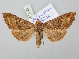  ( - BGE_ZSM_LEP_3149)  @11 [ ] by-nc-sa (2025) SNSB, Staatliche Naturwissenschaftliche Sammlungen Bayerns ZSM (SNSB, Zoologische Staatssammlung Muenchen)