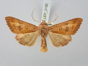  ( - BGE_ZSM_LEP_3150)  @11 [ ] by-nc-sa (2025) SNSB, Staatliche Naturwissenschaftliche Sammlungen Bayerns ZSM (SNSB, Zoologische Staatssammlung Muenchen)