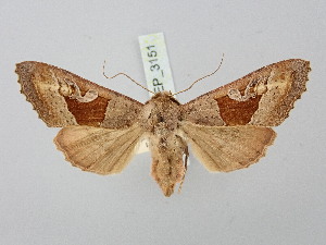  ( - BGE_ZSM_LEP_3151)  @11 [ ] by-nc-sa (2025) SNSB, Staatliche Naturwissenschaftliche Sammlungen Bayerns ZSM (SNSB, Zoologische Staatssammlung Muenchen)