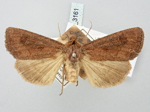  ( - BGE_ZSM_LEP_3161)  @11 [ ] by-nc-sa (2025) SNSB, Staatliche Naturwissenschaftliche Sammlungen Bayerns ZSM (SNSB, Zoologische Staatssammlung Muenchen)