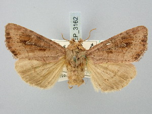  ( - BGE_ZSM_LEP_3162)  @11 [ ] by-nc-sa (2025) SNSB, Staatliche Naturwissenschaftliche Sammlungen Bayerns ZSM (SNSB, Zoologische Staatssammlung Muenchen)