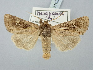  ( - BGE_ZSM_LEP_3163)  @11 [ ] by-nc-sa (2025) SNSB, Staatliche Naturwissenschaftliche Sammlungen Bayerns ZSM (SNSB, Zoologische Staatssammlung Muenchen)