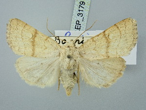  (Rusina apfelbecki - BGE_ZSM_LEP_3179)  @11 [ ] by-nc-sa (2025) SNSB, Staatliche Naturwissenschaftliche Sammlungen Bayerns ZSM (SNSB, Zoologische Staatssammlung Muenchen)