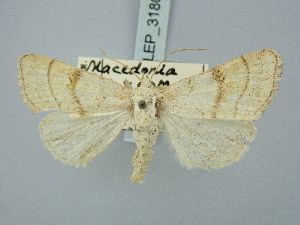  ( - BGE_ZSM_LEP_3180)  @11 [ ] by-nc-sa (2025) SNSB, Staatliche Naturwissenschaftliche Sammlungen Bayerns ZSM (SNSB, Zoologische Staatssammlung Muenchen)