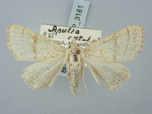  ( - BGE_ZSM_LEP_3181)  @11 [ ] by-nc-sa (2025) SNSB, Staatliche Naturwissenschaftliche Sammlungen Bayerns ZSM (SNSB, Zoologische Staatssammlung Muenchen)