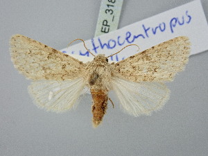  (Scythocentropus misella - BGE_ZSM_LEP_3182)  @11 [ ] by-nc-sa (2025) SNSB, Staatliche Naturwissenschaftliche Sammlungen Bayerns ZSM (SNSB, Zoologische Staatssammlung Muenchen)