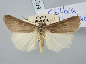  ( - BGE_ZSM_LEP_3186)  @11 [ ] by-nc-sa (2025) SNSB, Staatliche Naturwissenschaftliche Sammlungen Bayerns ZSM (SNSB, Zoologische Staatssammlung Muenchen)