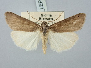  ( - BGE_ZSM_LEP_3187)  @11 [ ] by-nc-sa (2025) SNSB, Staatliche Naturwissenschaftliche Sammlungen Bayerns ZSM (SNSB, Zoologische Staatssammlung Muenchen)