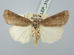  ( - BGE_ZSM_LEP_3188)  @11 [ ] by-nc-sa (2025) SNSB, Staatliche Naturwissenschaftliche Sammlungen Bayerns ZSM (SNSB, Zoologische Staatssammlung Muenchen)