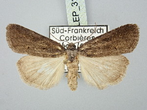  ( - BGE_ZSM_LEP_3189)  @11 [ ] by-nc-sa (2025) SNSB, Staatliche Naturwissenschaftliche Sammlungen Bayerns ZSM (SNSB, Zoologische Staatssammlung Muenchen)