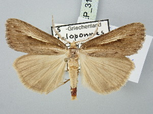  ( - BGE_ZSM_LEP_3190)  @11 [ ] by-nc-sa (2025) SNSB, Staatliche Naturwissenschaftliche Sammlungen Bayerns ZSM (SNSB, Zoologische Staatssammlung Muenchen)